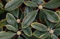 Kaboompics - Frost-Dusted Green Leaves and Soft-Focus Buds for Botanical Backgrounds