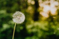Kaboompics - Side View of Dandelion Seed Head with Sunlit Green Background
