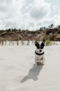 Kaboompics - Small White and Black Dog Sitting on Pale Beach Sand with Dune Grass and Cloudy Sky