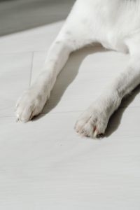 Kaboompics - Close Crop of Dog Legs and Paws on Light Floor