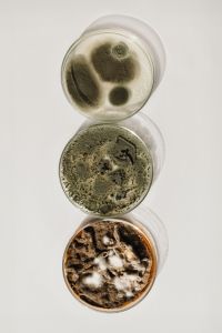 Kaboompics - Two Petri Dishes with Mold Cultures on White