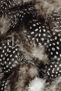 Kaboompics - Dark Spotted Feather Quills Framed by Gray Down