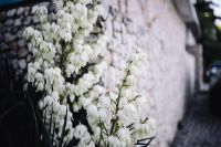 Kaboompics - Bushes of the blossoming yucca