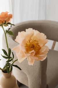 Kaboompics - Peach Peony Close-Up against Textured Armchair Background