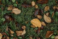 Kaboompics - Pale Fall Leaves Scattered Through Green Grass