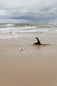 Kaboompics - Driftwood Branch on Wet Beach Sand