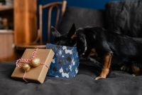 Kaboompics - Christmas gifts for a cute little dog