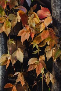 Kaboompics - Autumn Vine Leaves Climbing Between Rustic Tree Trunks