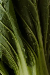 Kaboompics - Dark Green Leaf Texture with Water Droplets, Botanical Food Background