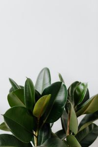 Kaboompics - Ficus Elastica Robusta
