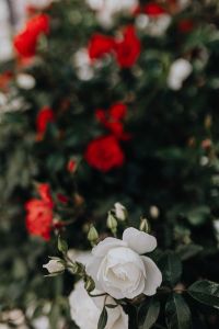 Kaboompics - Red and White Rose Bokeh for an Abstract Floral Background
