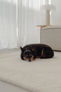Kaboompics - Black and Tan Dog Lying on Carpet in a Bright Living Room