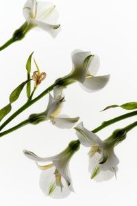 Kaboompics - Multiple White Blossoms and Green Stems in a Vertical Backlit Botanical Composition