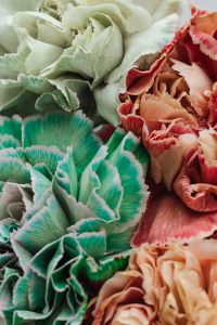 Kaboompics - Colorful carnations flowers - Dianthus caryophyllus
