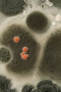 Kaboompics - Green and Gray Mold Colonies in Petri Dish, Macro