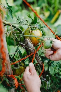 Kaboompics - Vertical View of a Tomato Plant Trained with Red Garden Twine