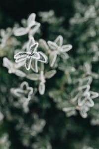 Kaboompics - Vertical Frosted Twig Against Dark Green Bokeh