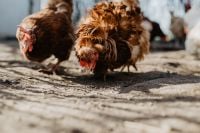 Kaboompics - Farm chicken eating seeds