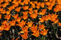Kaboompics - Orange Tulip Blossoms Framing a Spring Garden View