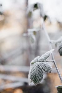 Kaboompics - Detail of leaves covered in frost