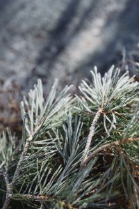 Kaboompics - Frosted Evergreen Needles in Close-Up with a Blurred Winter Forest Background