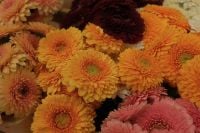 Kaboompics - Orange Gerbera Daisies and Burgundy Blooms, Macro Floral Background