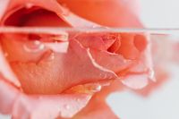 Kaboompics - Pink Rose Floating at the Surface with Light Copy Space