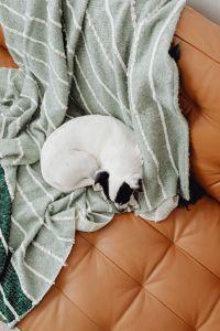 Kaboompics - Small Dog Resting on Leather Sofa With Green Throw