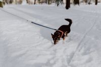 Kaboompics - Small Leashed Dog Sniffing the Snow on a Winter Park Walk