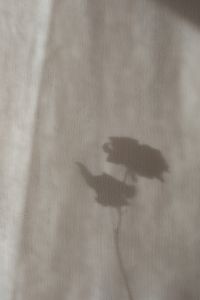 Kaboompics - Flower-Shaped Shadow on Neutral Textured Fabric