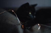 Kaboompics - Black cat and fairy lights