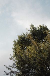 Kaboompics - Nature's Charm: Colors and Shapes of the Garden