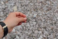Kaboompics - Hand Holding a Small Pebble above a Soft Focus Stone Beach