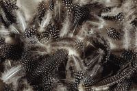 Kaboompics - Overhead Arrangement of Spotted Feathers and Soft Down