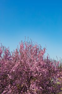 Kaboompics - Cherry Plum Flowering Tree Canopy against a Clear Blue Sky