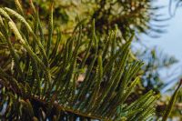 Kaboompics - Evergreen Needle Branches against Blue Sky, Close-Up Nature Background