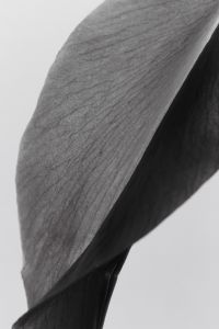 Kaboompics - Translucent Calla Lily Petal Backlit Black And White Botanical Macro