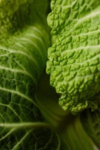 Kaboompics - Wrinkled Green Cabbage Leaves, Abstract Vegetable Texture