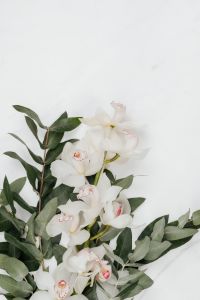 Kaboompics - White Cymbidium Orchid and Eucalyptus on Marble with Copy Space