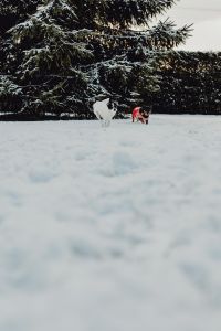 Kaboompics - Small dogs play on the snow