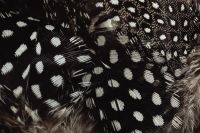 Kaboompics - Spotted Feather Background with a Soft Gray Edge