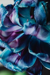 Kaboompics - Macro Blue Dried Flower Petals