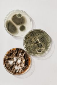 Kaboompics - Three Petri Dishes with Fuzzy Mold and Agar