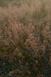Kaboompics - Pink-Tinted Wild Grasses Across a Soft Focus Meadow