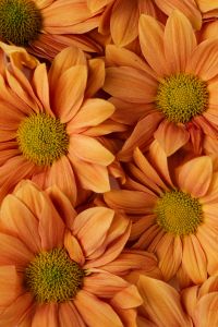 Kaboompics - Macro Chrysanthemum Petals in Golden Orange Tones