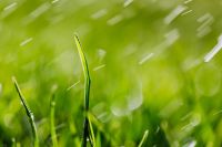 Kaboompics - Two Curving Grass Stems against Soft Green Bokeh, Spring Nature Macro Photography