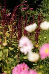 Kaboompics - Pink and White Flowers with Red Amaranth