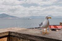 Kaboompics - Seagull on Castel dell’Ovo Parapet With Red Roof and Bay