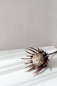 Kaboompics - Dried Protea Flower on a White Surface with Minimalist Copy Space