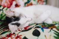 Kaboompics - Essential element to support a wall unit - the cat